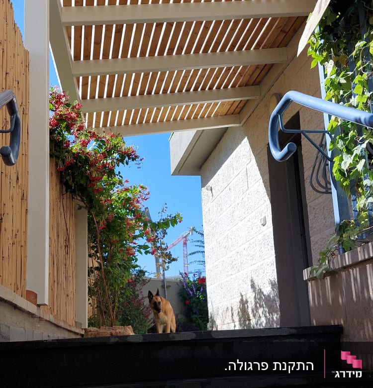 פרגולה מעץ מעל מדרגות עם צמחייה מסביב